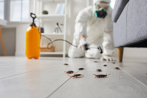 Commercial Rodent Management in Plano